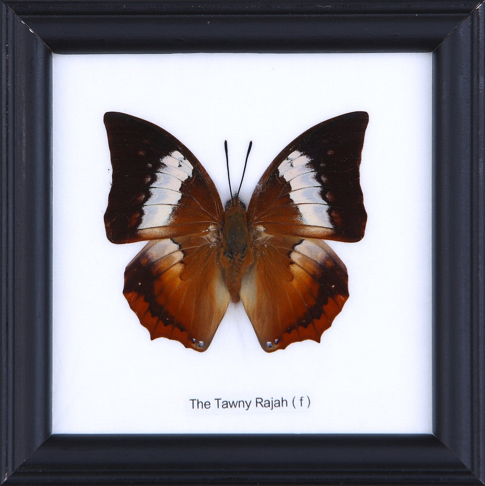 The Tawny Rajah Butterfly (Charaxes bernardus) Real Framed Butterfly Mounted Under Glass 5 x 5 In