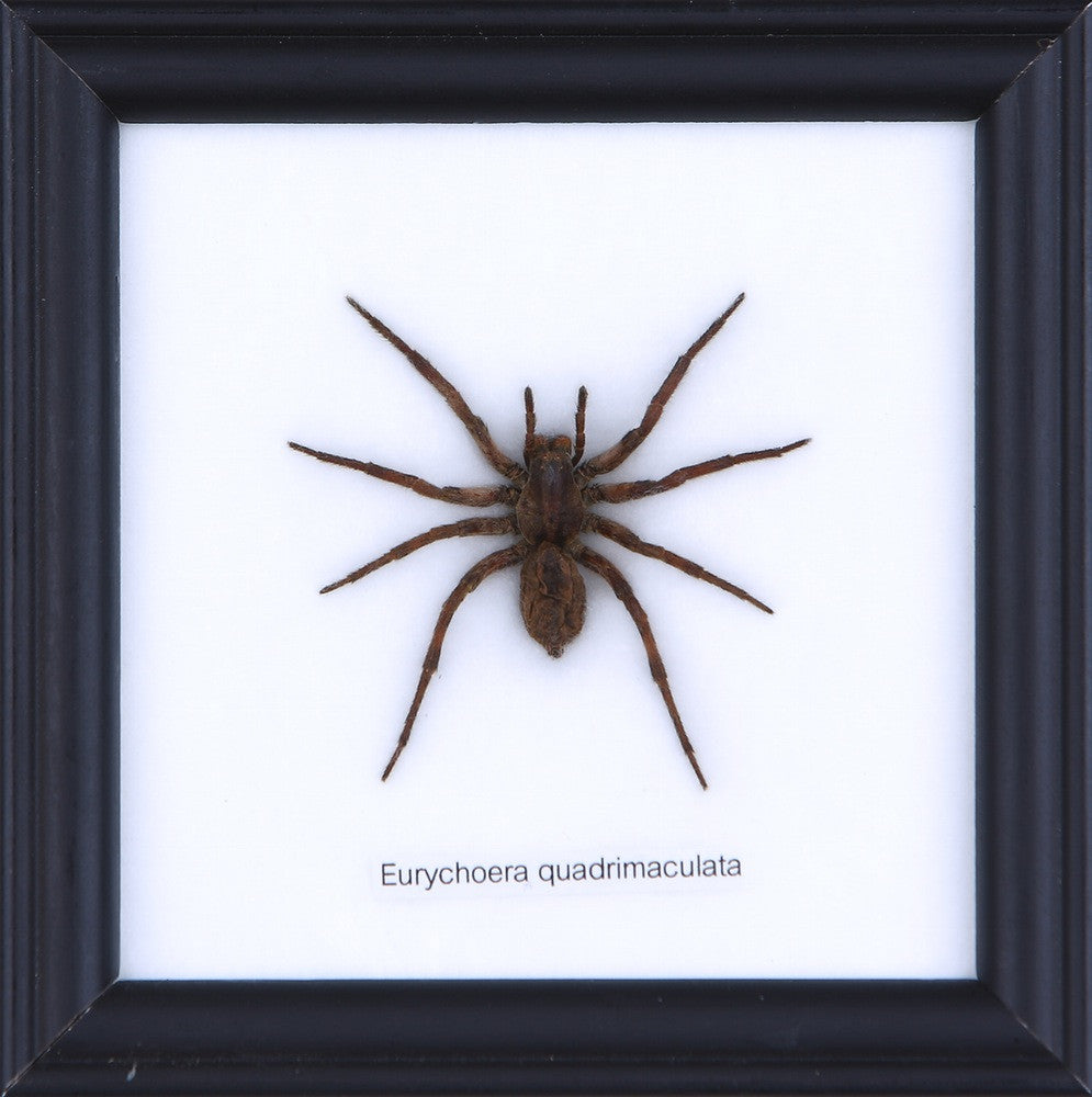 THE WOLF SPIDER, Real Specimen Mounted Under Glass, Wall Hanging Home Décor Framed 5 x 5 In. Gift Boxed