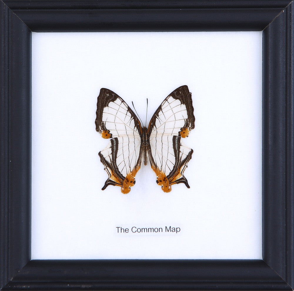 The Common Map Butterfly (Cyrestis thyodamas) Real Framed Butterfly Mounted Under Glass 5 x 5 In