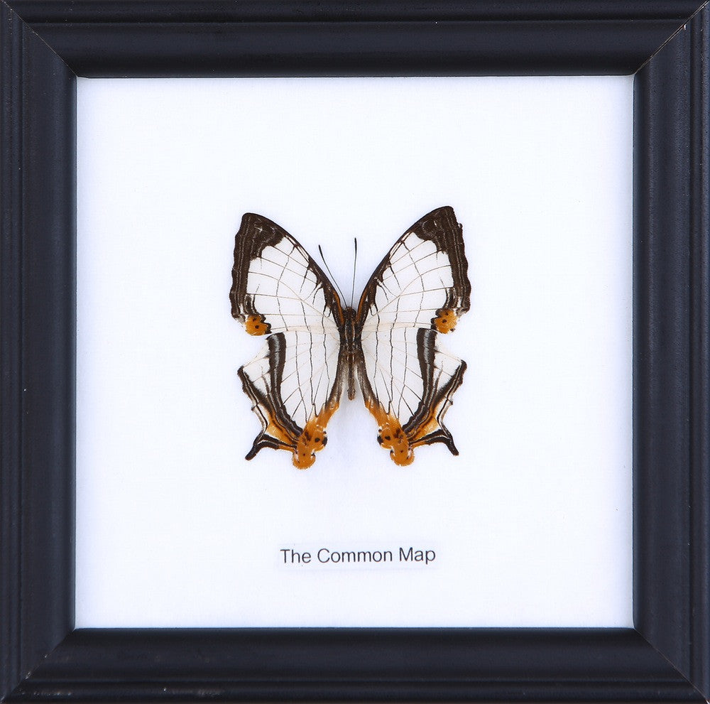 THE COMMON MAP, Real Butterfly Mounted Under Glass, Wall Hanging Home Décor Framed 5 x 5 In. Gift Boxed