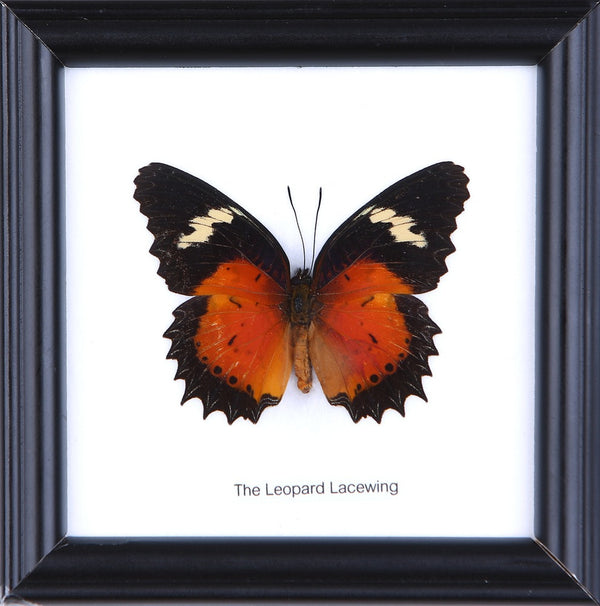 The Leopard Lacewing Butterfly (Cethosia cyane) Real Framed