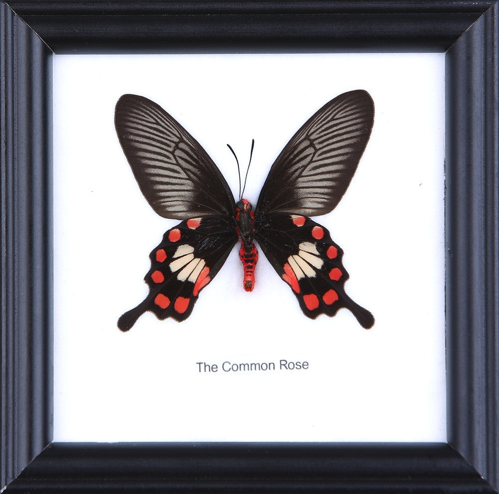 The Common Rose (Pachliopta aristolochiae) Real Framed Butterfly Mounted Under Glass 5 x 5 In