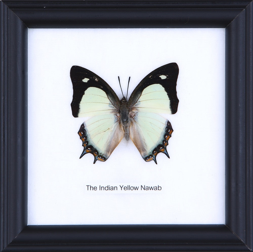 THE INDIAN YELLOW NAWAB - COTTON MOUNTED BUTTERFLY TAXIDERMY 12X12CM FRAME