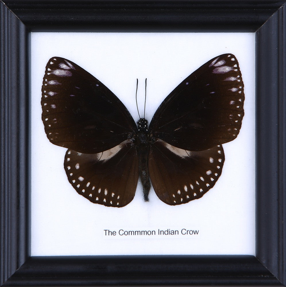 The Common Indian Crow Butterfly (Euploea core) Real Framed Butterfly Mounted Under Glass 5 x 5 In