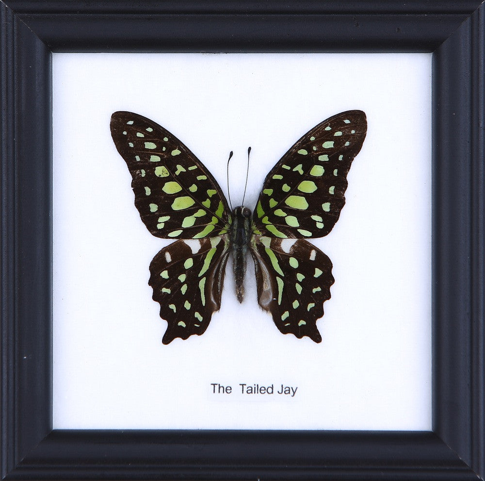 The Tailed Jay Butterfly (Graphium agamemnon) Real Framed Butterfly Mounted Under Glass 5 x 5 In