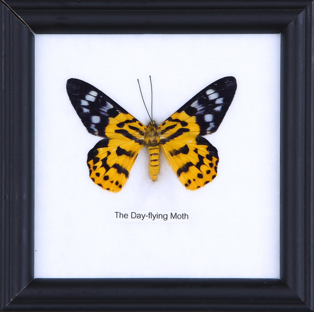 The Day Flying Moth (Dysphania subrepleta) Real Framed Butterfly Mounted Under Glass 5 x 5 In