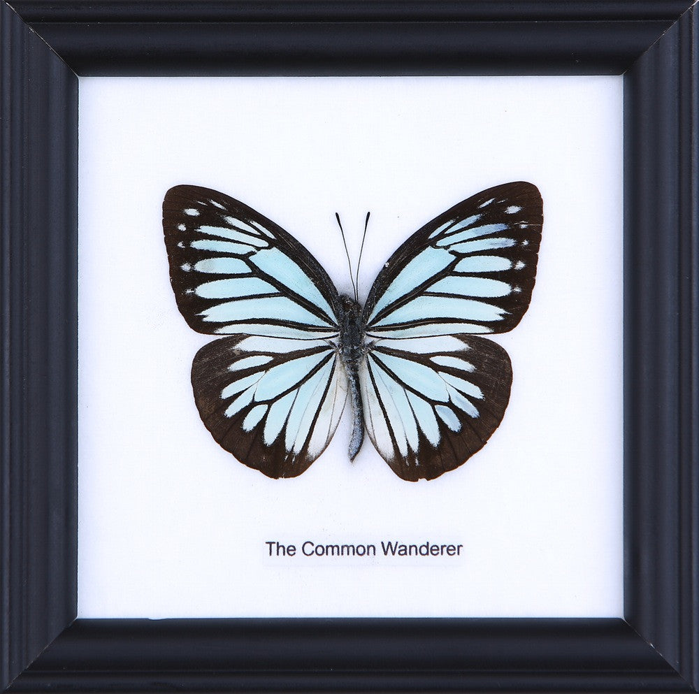 The Common Wanderer Butterfly (Pareronia valeria) Real Framed Butterfly Mounted Under Glass 5 x 5 In
