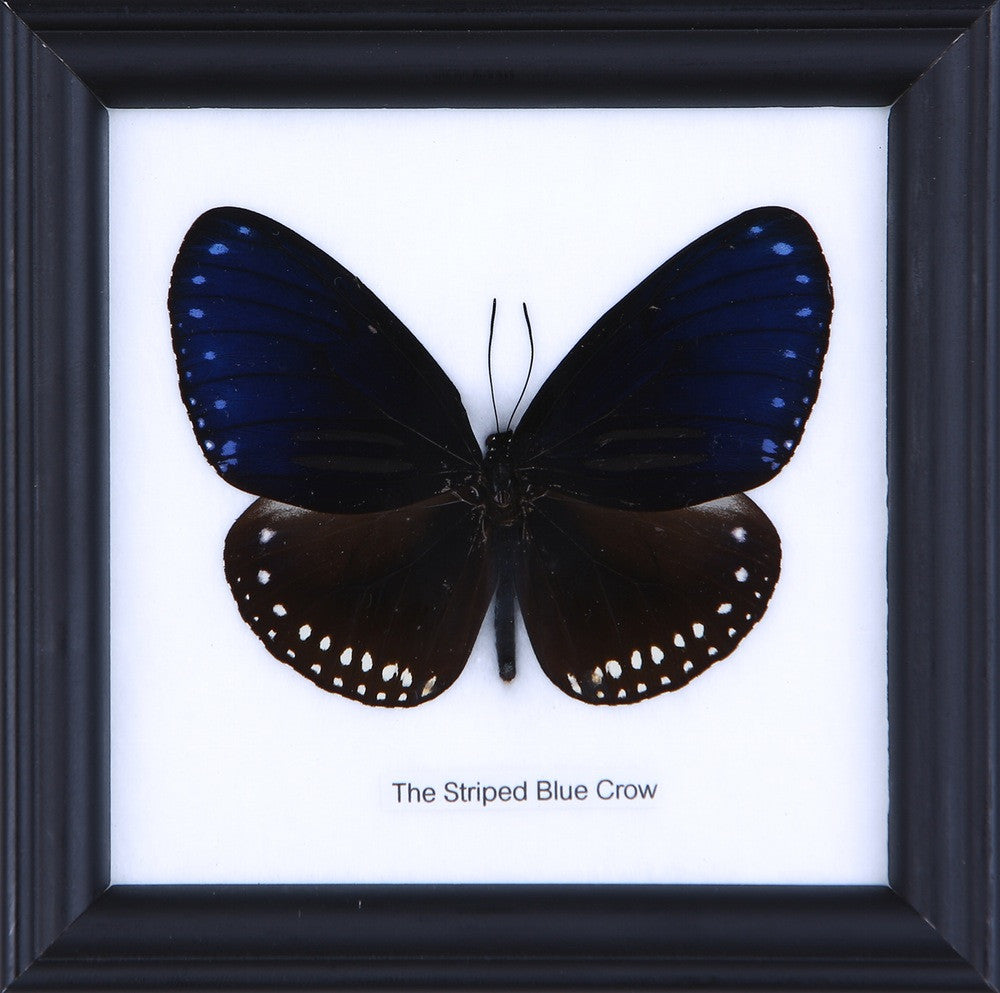 THE STRIPED BLUE CROW - COTTON MOUNTED BUTTERFLY TAXIDERMY 12X12CM FRAME