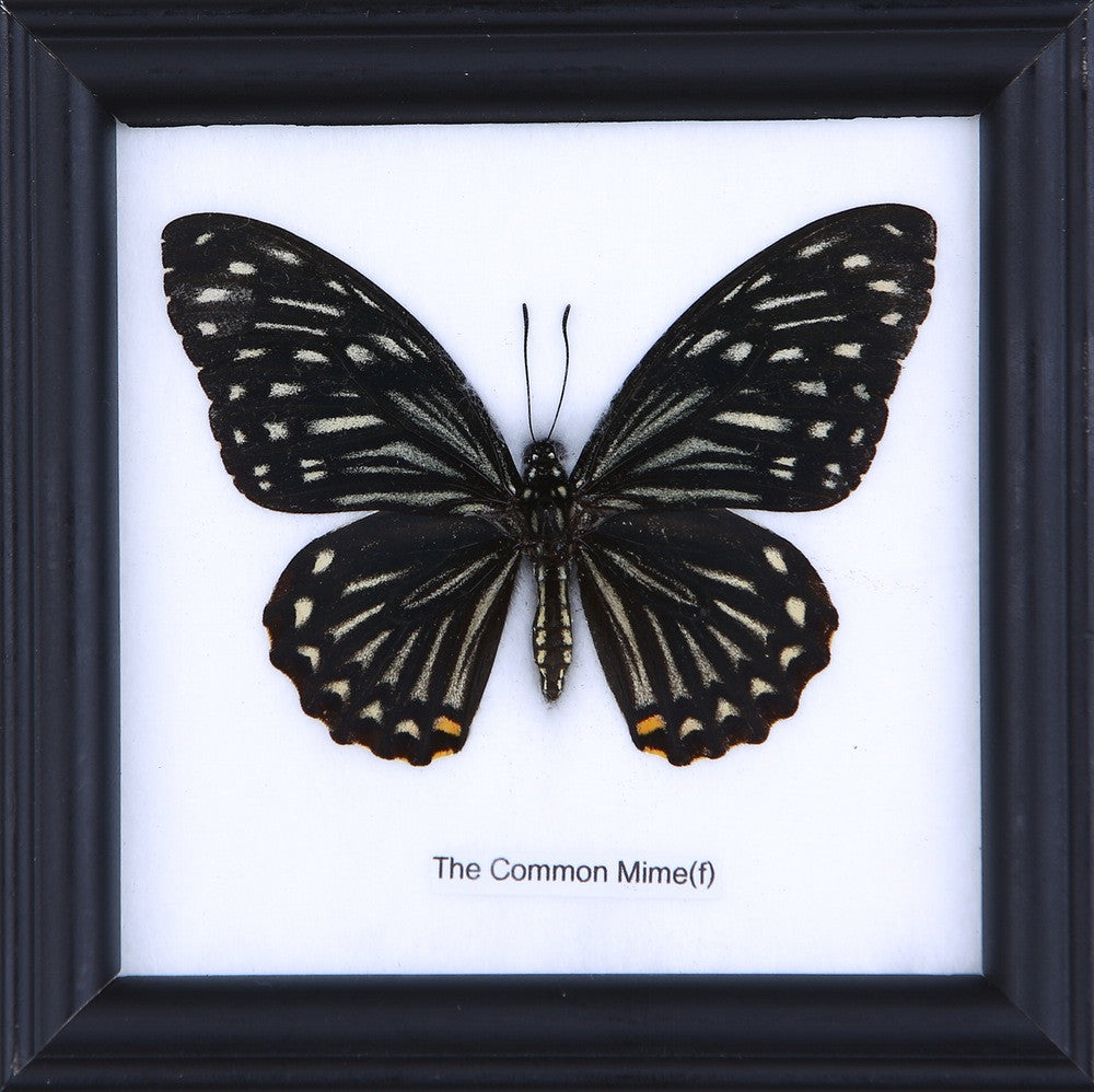 The Common Mime Butterfly (Chilasa clytia) Real Framed Butterfly Mounted Under Glass 5 x 5 In