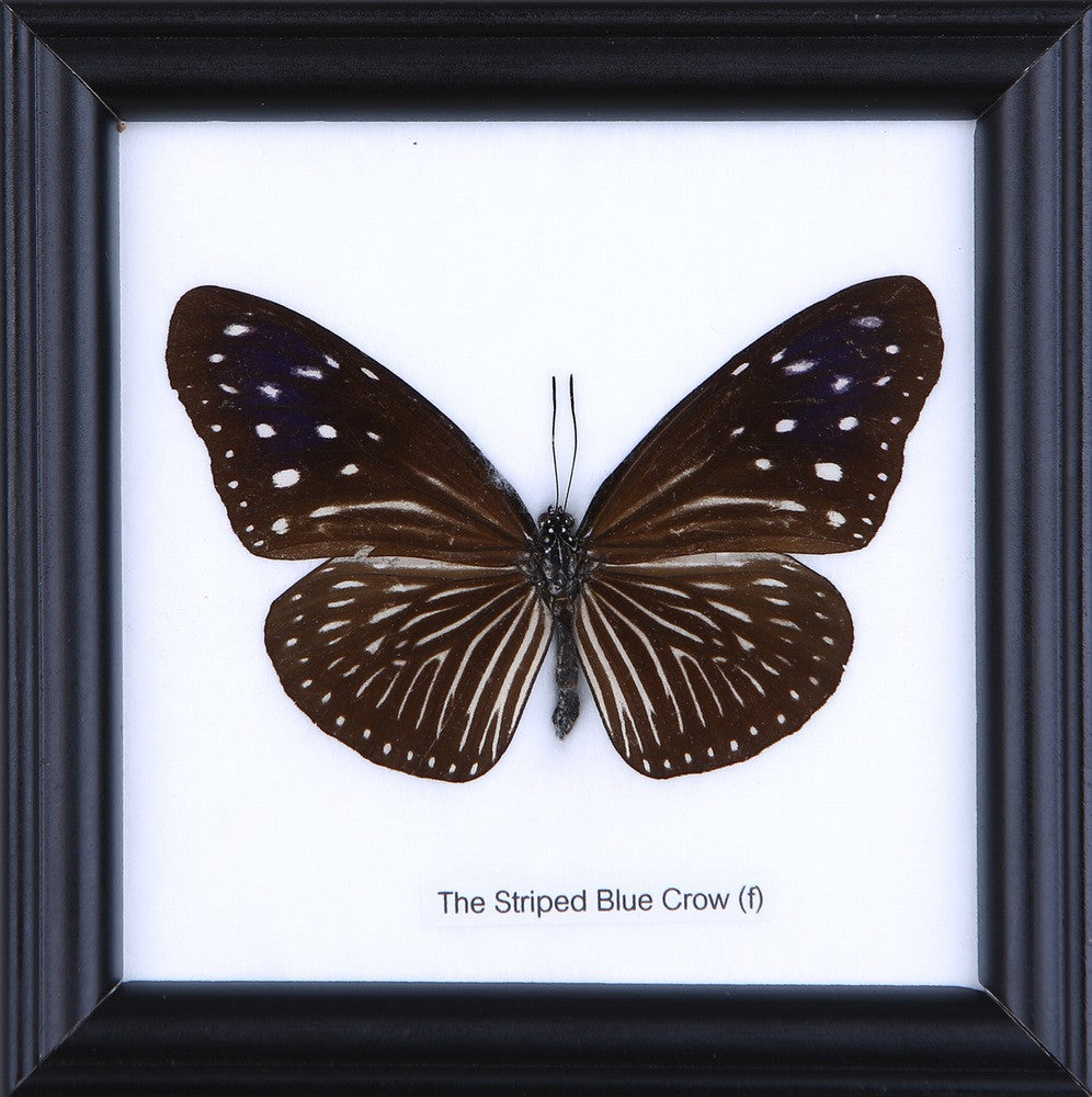 The Striped Blue Crow Butterfly (Euploea mulciber) Real Framed Butterfly Mounted Under Glass 5 x 5 In