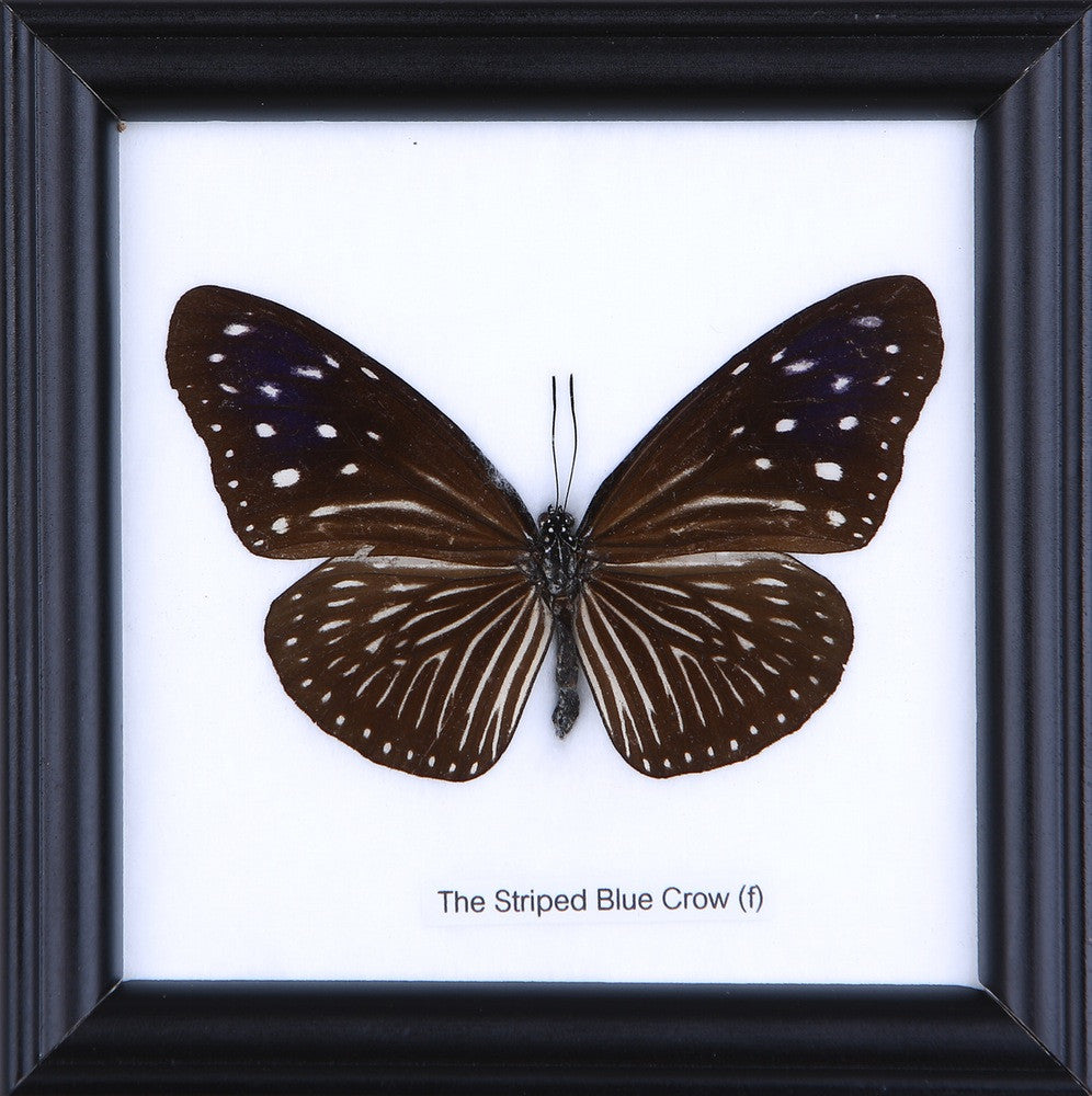 THE STRIPED BLUE CROW (F) - COTTON MOUNTED BUTTERFLY TAXIDERMY 12X12CM FRAME