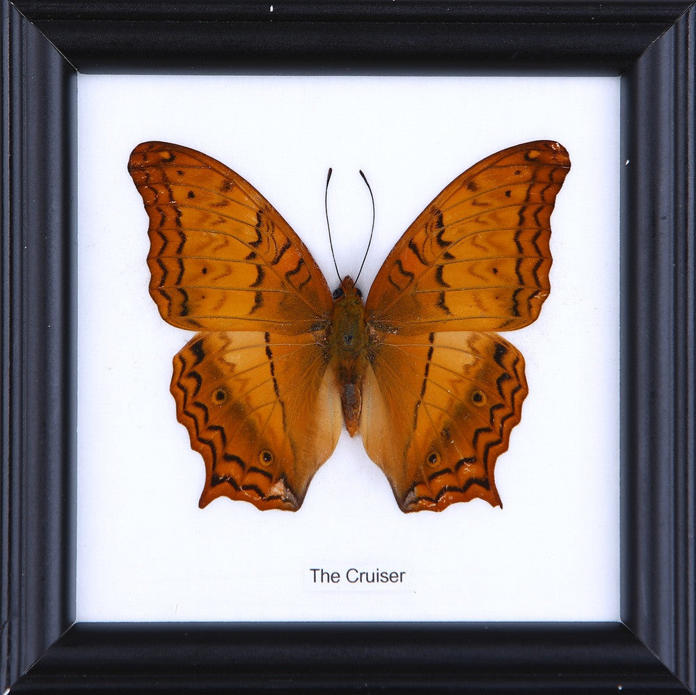 The Cruiser Butterfly (Vindula arsinoe) Real Framed Butterfly Mounted Under Glass 5 x 5 In