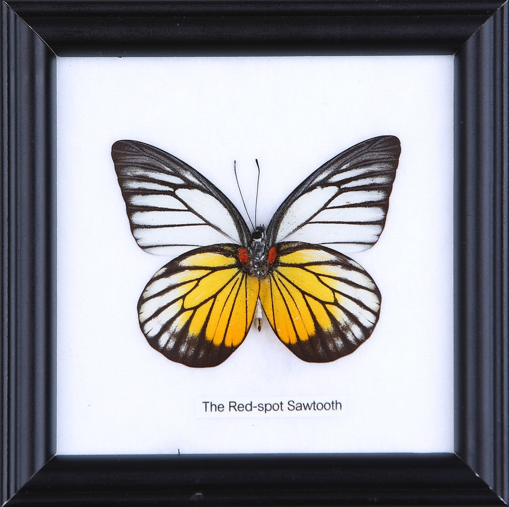 The Redspot Sawtooth Butterfly (Prioneris philonome) Real Framed Butterfly Mounted Under Glass 5 x 5 In