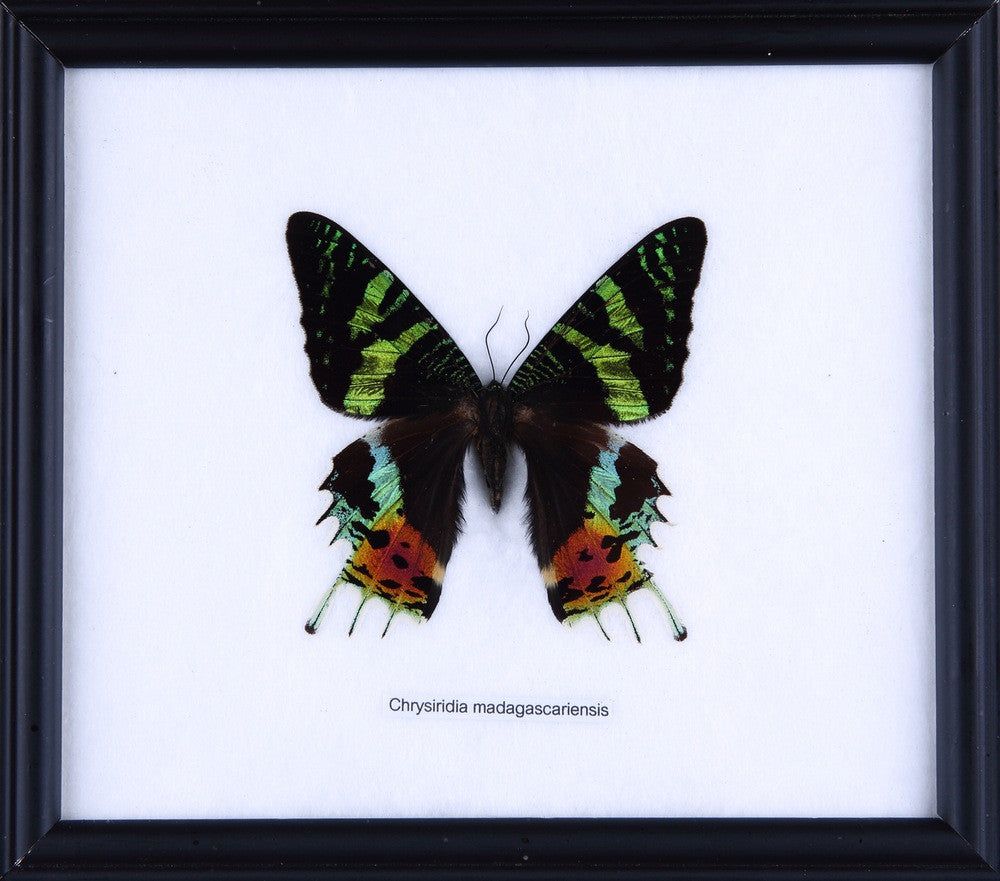 The Madagascan Sunset Moth (Chrysiridia rhipheus) Real Framed Specimen Mounted Under Glass 8 x 7 In