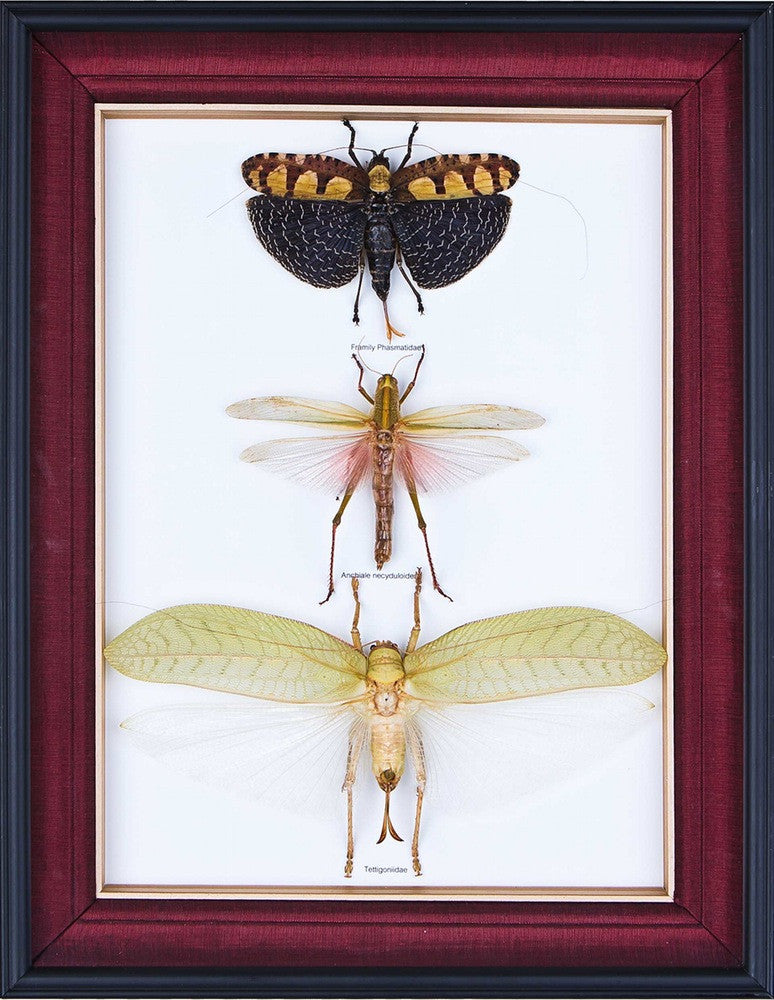 TROPICAL REAL INSECTS MOUNTED IN SILK-LINED BOX FRAME BY BUGSDIRECT