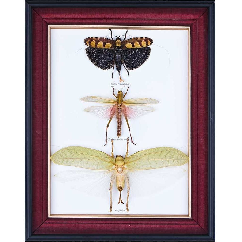 TROPICAL REAL INSECTS MOUNTED IN SILK-LINED BOX FRAME BY BUGSDIRECT