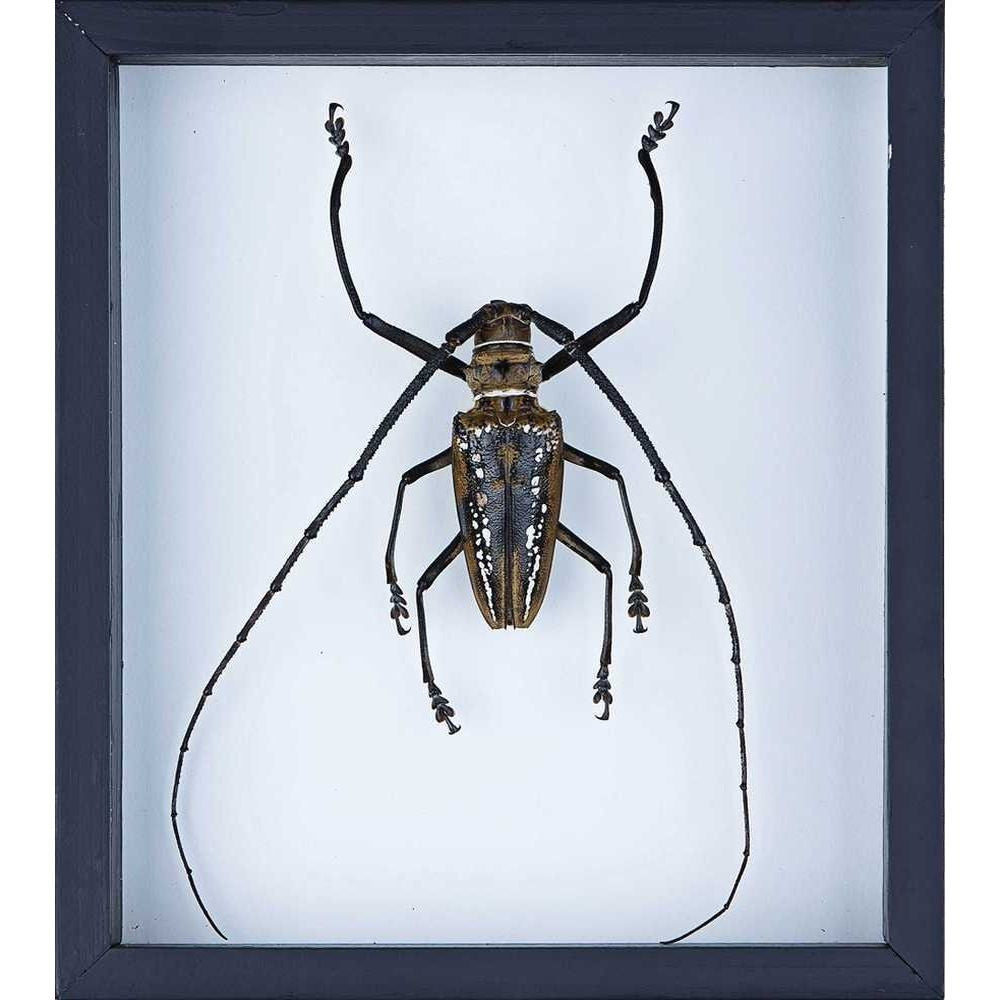 Magnificent Long Horn Beetle in Double Glass Frame - Museum Quality Display