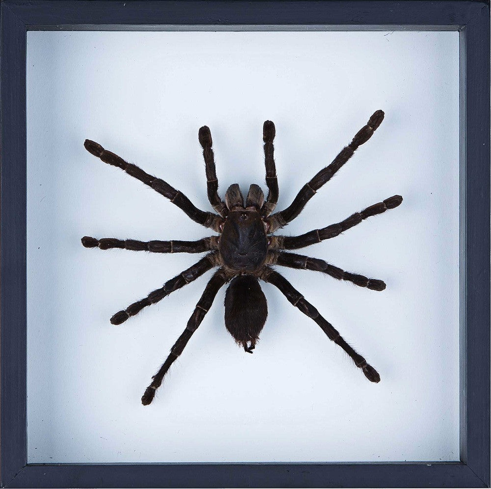 THE GIANT BIRD EATING TARANTULA TAXIDERMY, FRAMED SPIDER 7 X 7 IN.