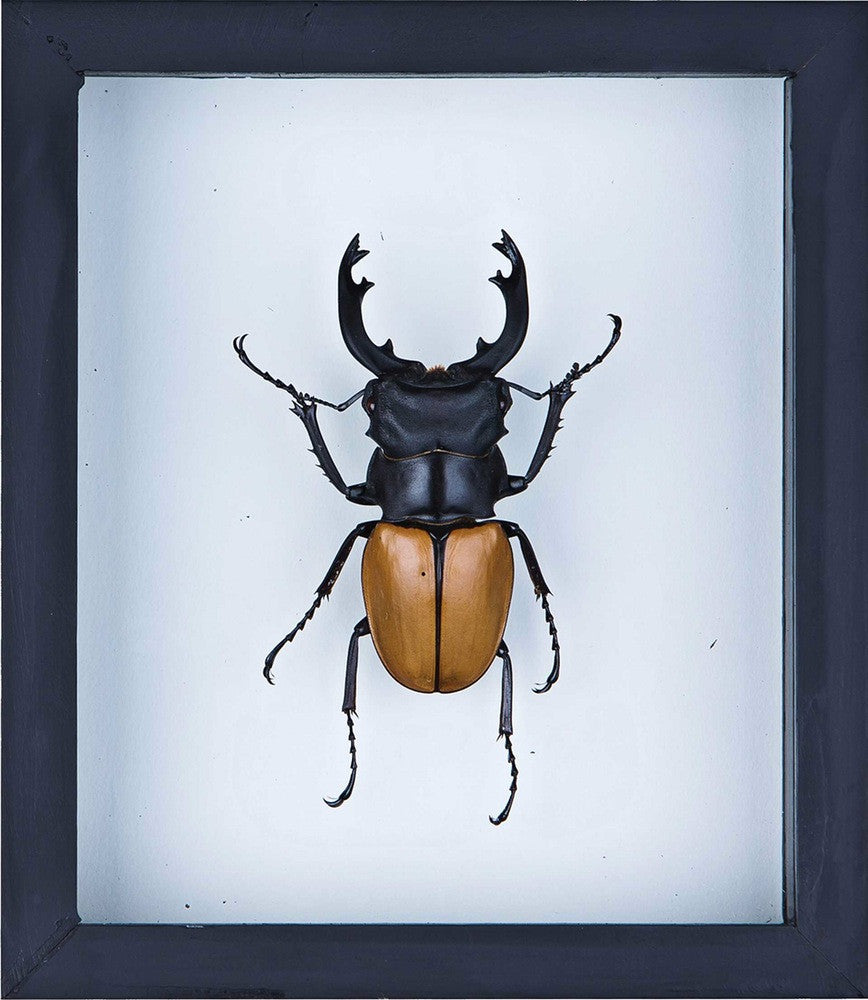 ORANGE STAG BEETLE (ODONTOLABIS MOUHOTII ELEGANS) INSECT TAXIDERMY
