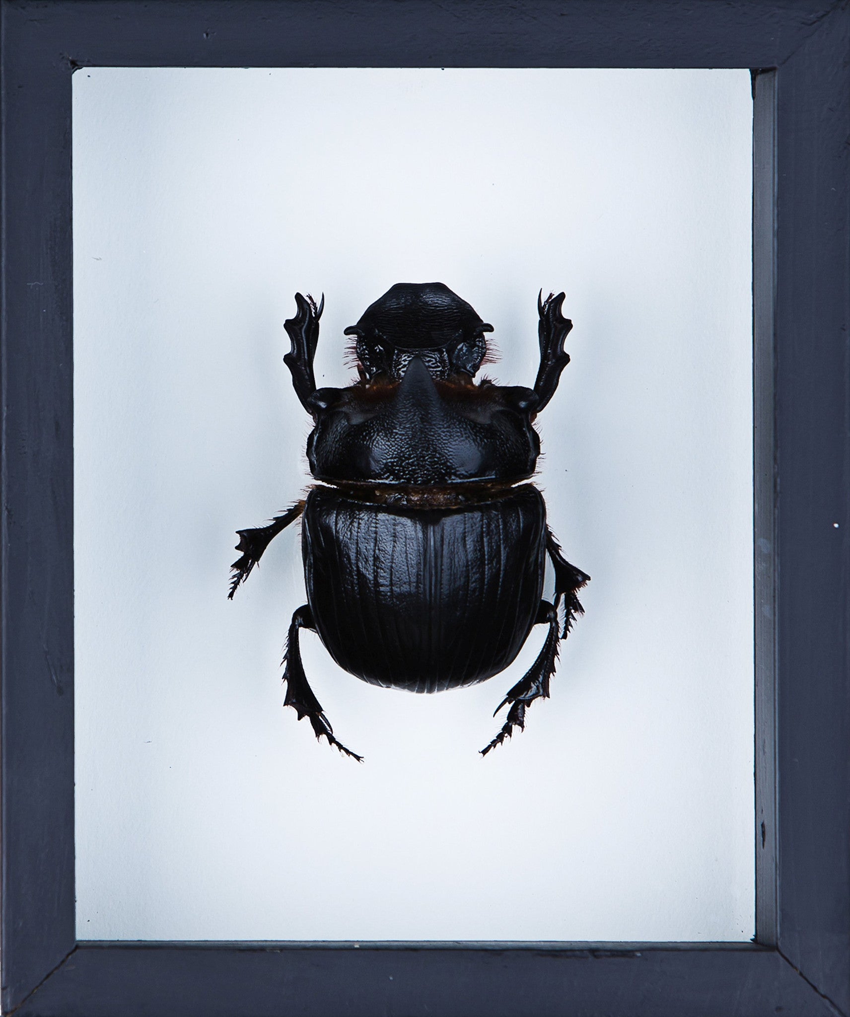 elephant dung beetle THE ELEPHANT DUNG BEETLE (HELIOCOPRIS DOMINUS) DOUBLE GLASS FRAME 6 x 5 IN