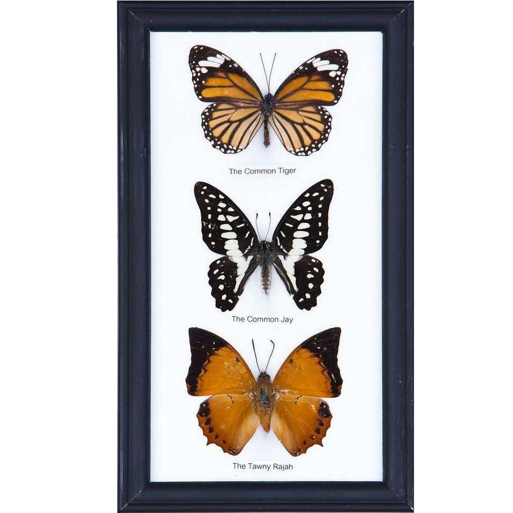 Three Mystery Framed Butterflies Real Framed Specimens Mounted Under Glass 9 x 5 In