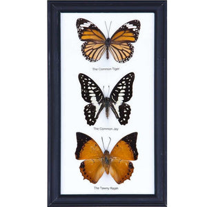 THREE MOUNTED BUTTERFLIES (ASSORTED SPECIES) WALL FRAME