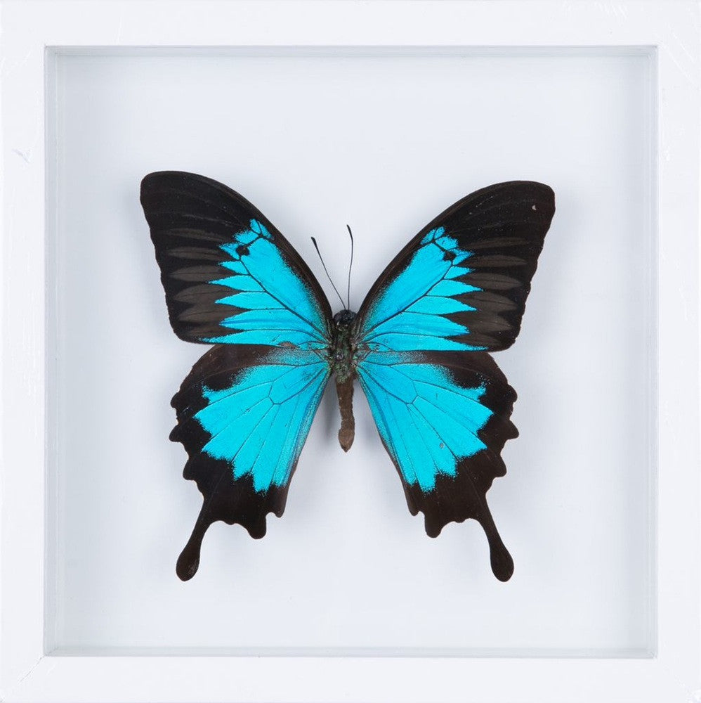 THE BLUE SWALLOWTAIL BUTTERFLY (PAPILIO ULYSSES) REAL BUTTERFLY TAXIDERMY | DOUBLE GLASS FRAME