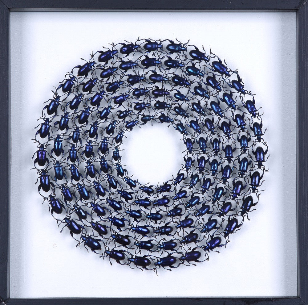 MOUNTED TROPICAL FROG BEETLES | BLUE | FRAMED TAXIDERMY 300X300X20MM