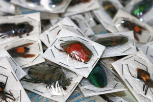 500 Assorted Unmounted Beetles & Insects | Wholesale Specimen Lot