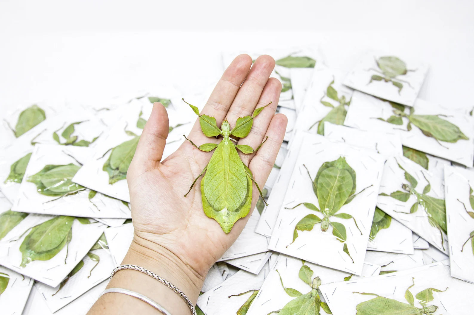 WHOLESALE 10 Giant Leaf Insects A1, Phyllium celebicum, Spread Insect Specimens for Collecting, Art, Entomology
