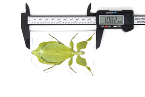 WHOLESALE 10 Giant Leaf Insects A1, Phyllium celebicum, Spread Insect Specimens for Collecting, Art, Entomology