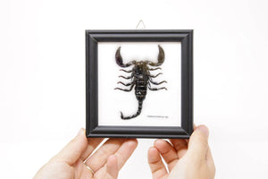 12 X WHOLESALE PACK Framed Thai Black Forest Scorpions (Hetrometrus sp.) Wall Hanging Home Décor 5 x 5 In. Gift Boxed