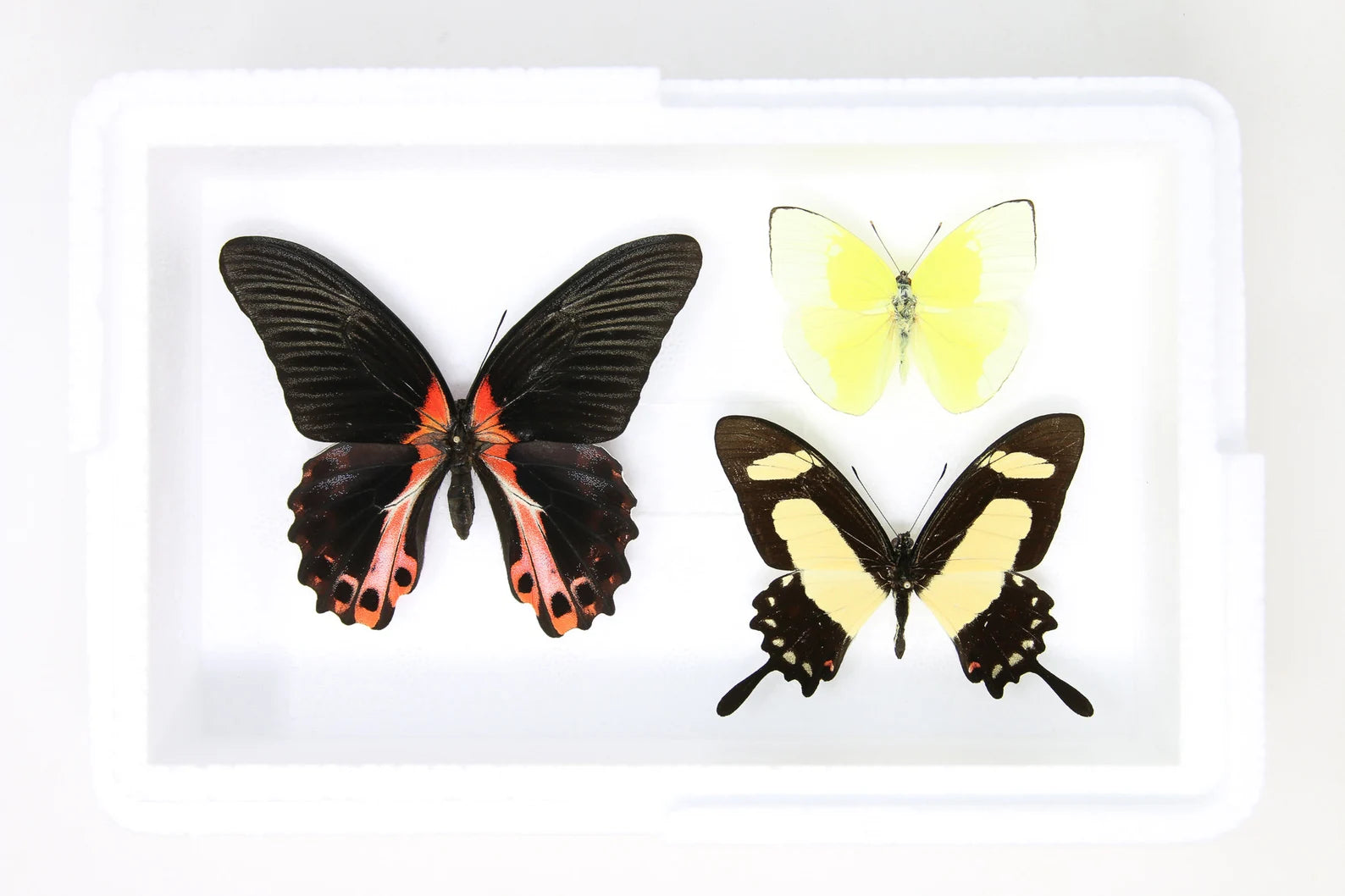 Pinned Tropical Butterflies, A1 Real Butterfly Pinned Set Specimens, Entomology Taxidermy (#BUT90)