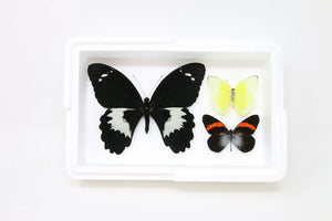 Pinned Tropical Butterflies, A1 Real Butterfly Pinned Set Specimens, Entomology Taxidermy (#BUT97)