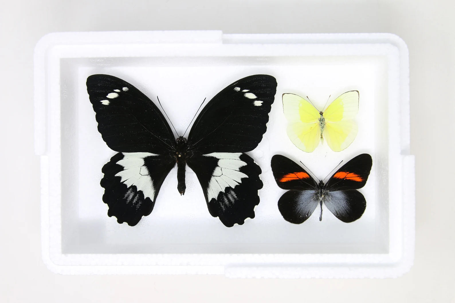 Pinned Tropical Butterflies, A1 Real Butterfly Pinned Set Specimens, Entomology Taxidermy (#BUT88)