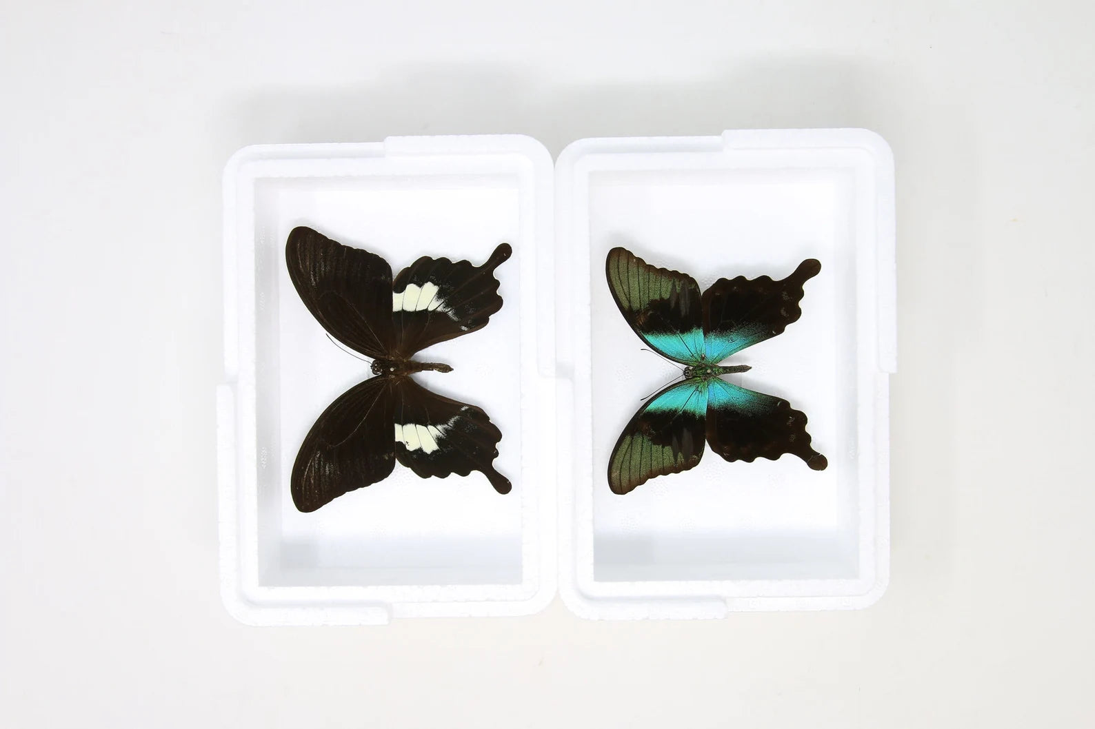 Pinned Tropical Butterflies, A1 Real Butterfly Pinned Set Specimens, Entomology Taxidermy (#BUT79)