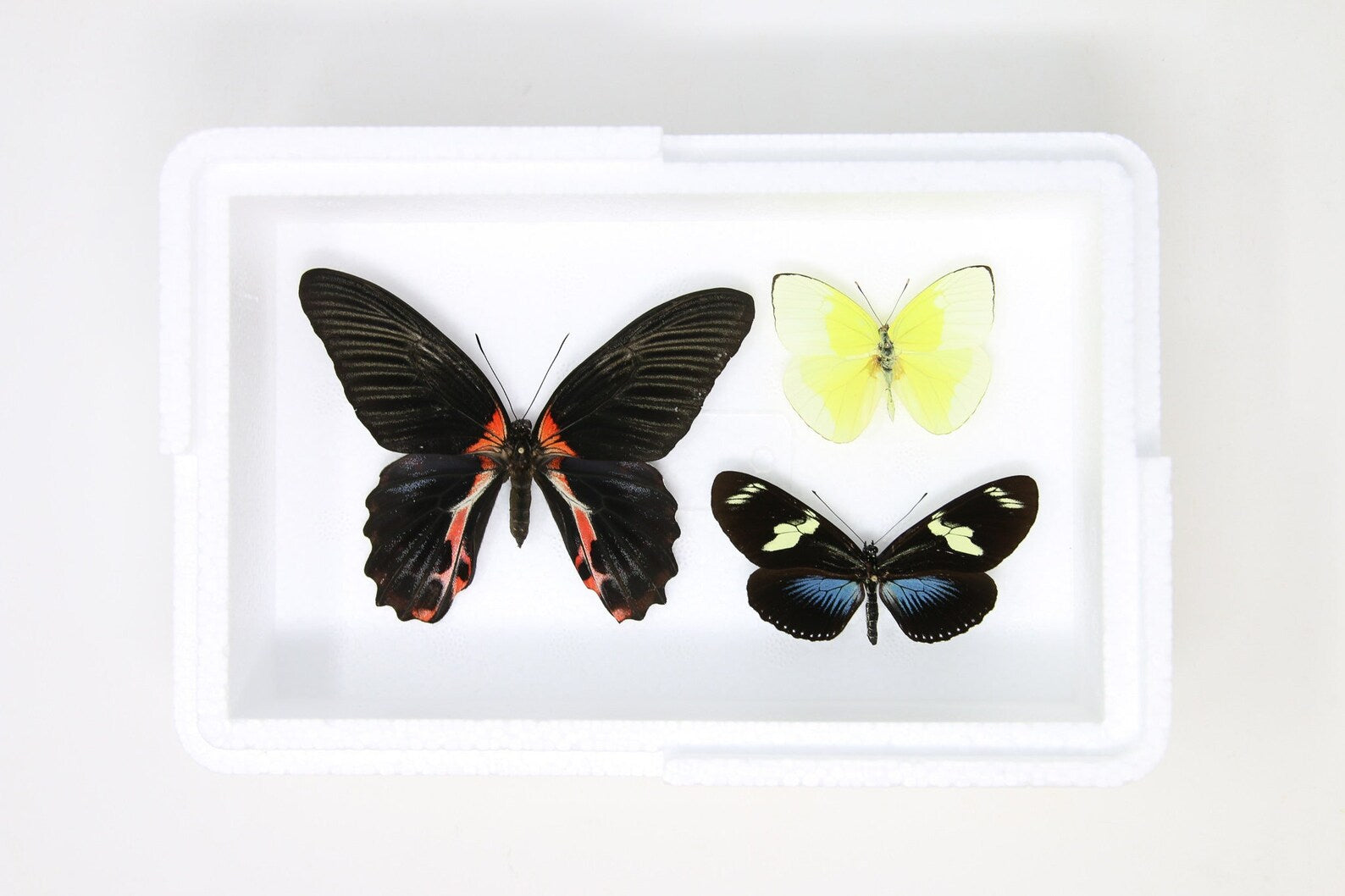 Pinned Tropical Butterflies, A1 Real Butterfly Pinned Set Specimens, Entomology Taxidermy (#BUT77)