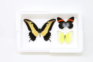 Pinned Tropical Butterflies, A1 Real Butterfly Pinned Set Specimens, Entomology Taxidermy (#BUT99)