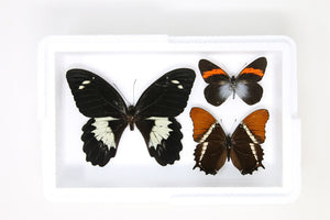 Pinned Tropical Butterflies, A- Real Butterfly Pinned Set Specimens, Entomology Taxidermy (#BUT89)