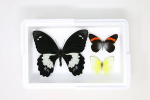 Pinned Tropical Butterflies, A1 Real Butterfly Pinned Set Specimens, Entomology Taxidermy (#BUT85)