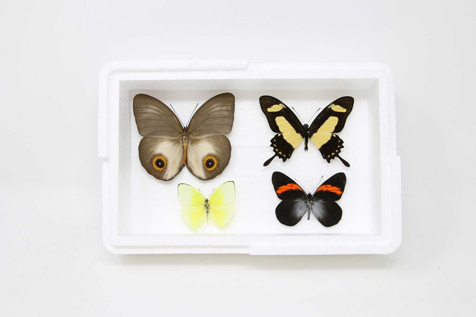 Pinned Tropical Butterflies, A1 Real Butterfly Pinned Set Specimens, Entomology Taxidermy (#BUT73)