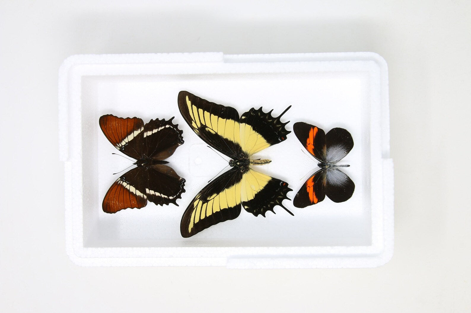 Pinned Tropical Butterflies, A1 Real Butterfly Pinned Set Specimens, Entomology Taxidermy (#BUT72)
