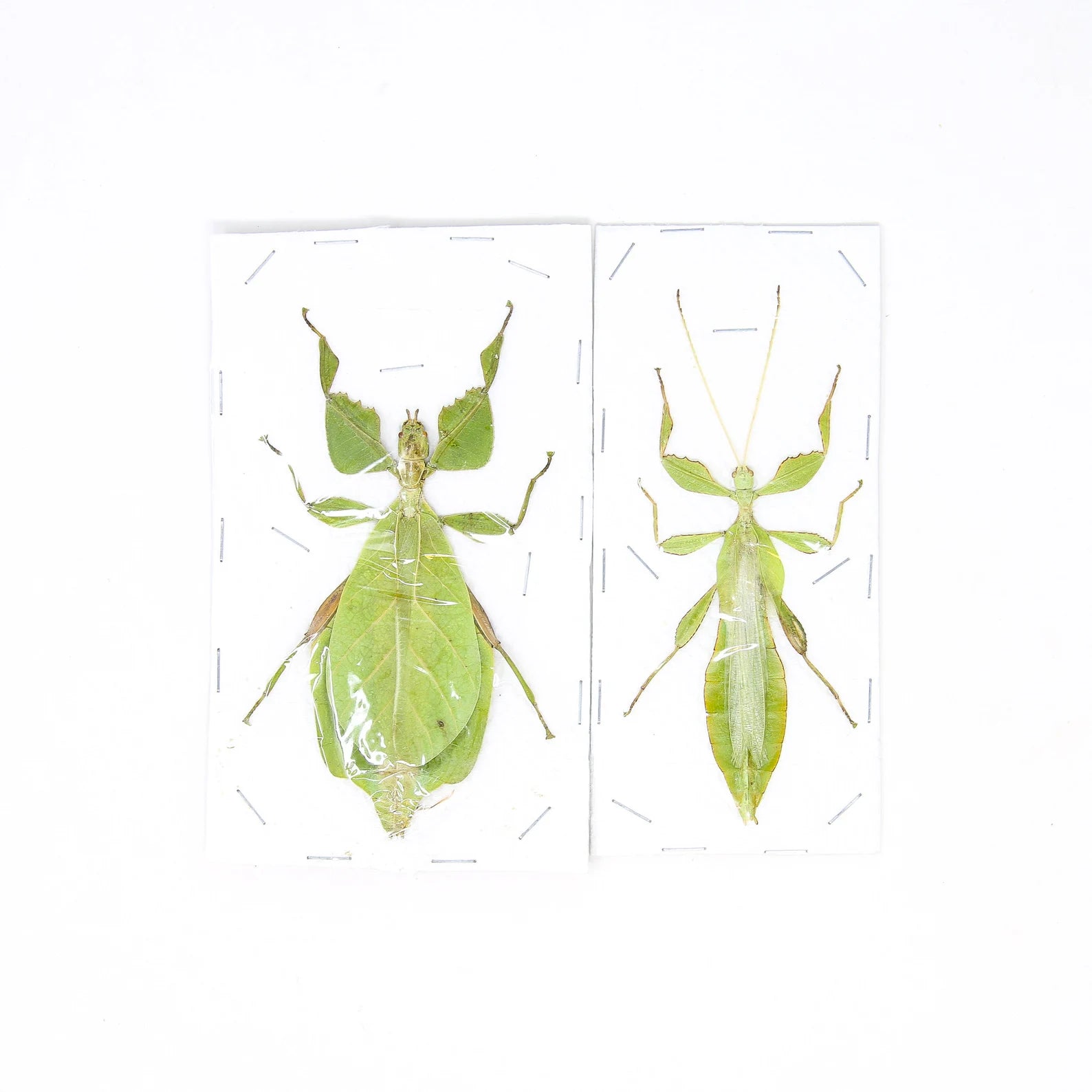 PAIR (2) Giant Leaf Insects, Phyllium celebicum, Unmounted Spread Phasmids, Insect Specimens for Collecting, Art, Entomology