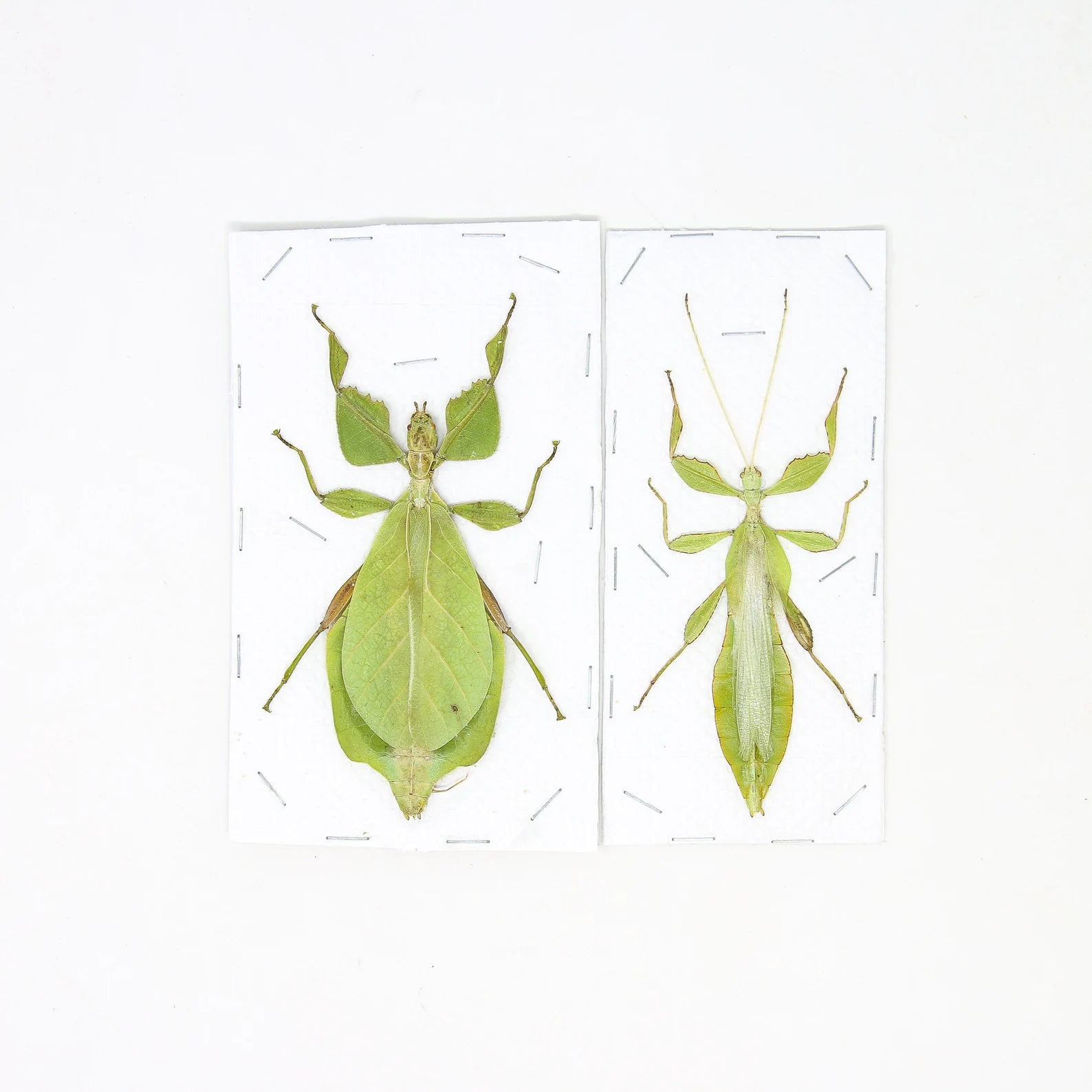 PAIR (2) Giant Leaf Insects, Phyllium celebicum, Unmounted Spread Phasmids, Insect Specimens for Collecting, Art, Entomology