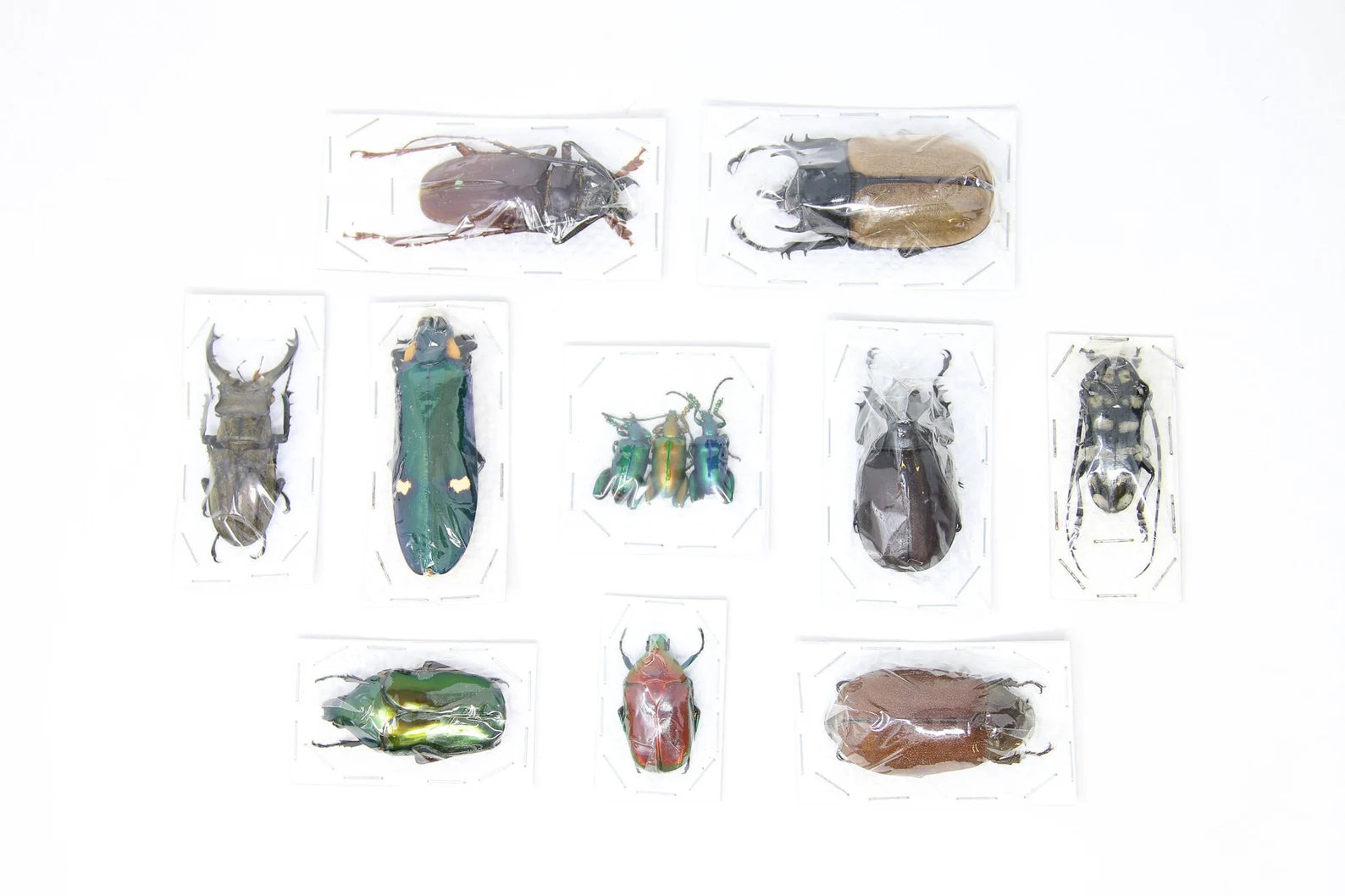 Mixed Assorted Insects Bug Collection, A1 Quality Real Dry-Preserved Specimens, Entomology Taxidermy Curiosities (LOT*111)
