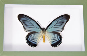Lot of 3 Mounted Lepidoptera Butterfly Specimens Pinned in Entomology Boxes - 23×15×5.5 cm