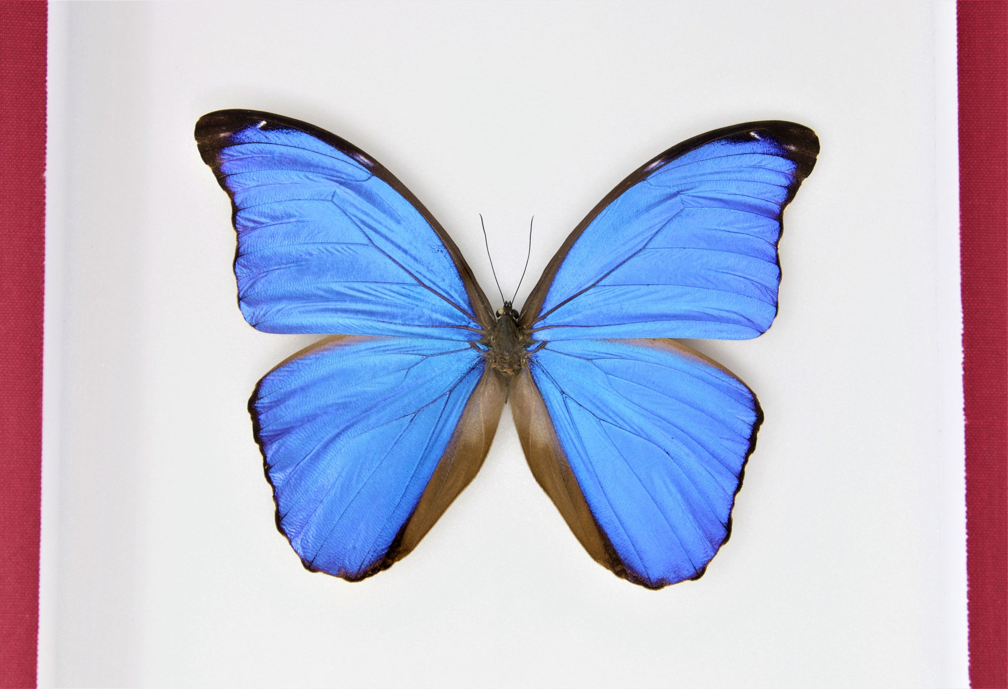 Morpho didius | Blue Morpho Specimen Pinned in Entomology Box | 30×23×5.5 cm