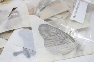 A Pack of 10, 25, 50, 100 Ethically Sourced Butterflies | Assorted Unmounted Butterflies, Lepidoptera, Entomology Farmed Specimens WHOLESALE