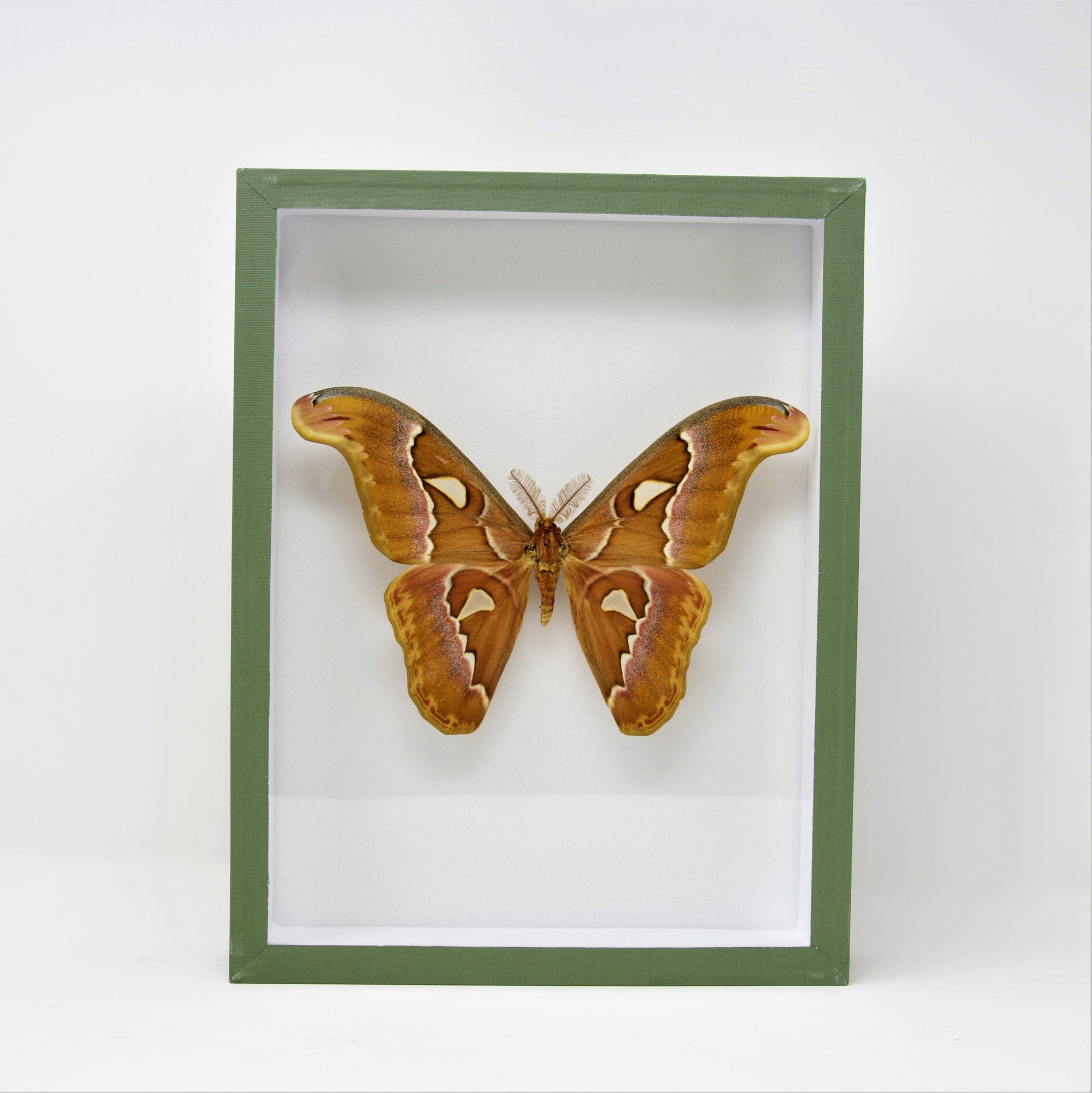 Attacus imperator | Silkmoth Pinned Specimen A1 | Mounted in Entomology Box Frame | 11.8x9x2 inch (300×230×55 mm)