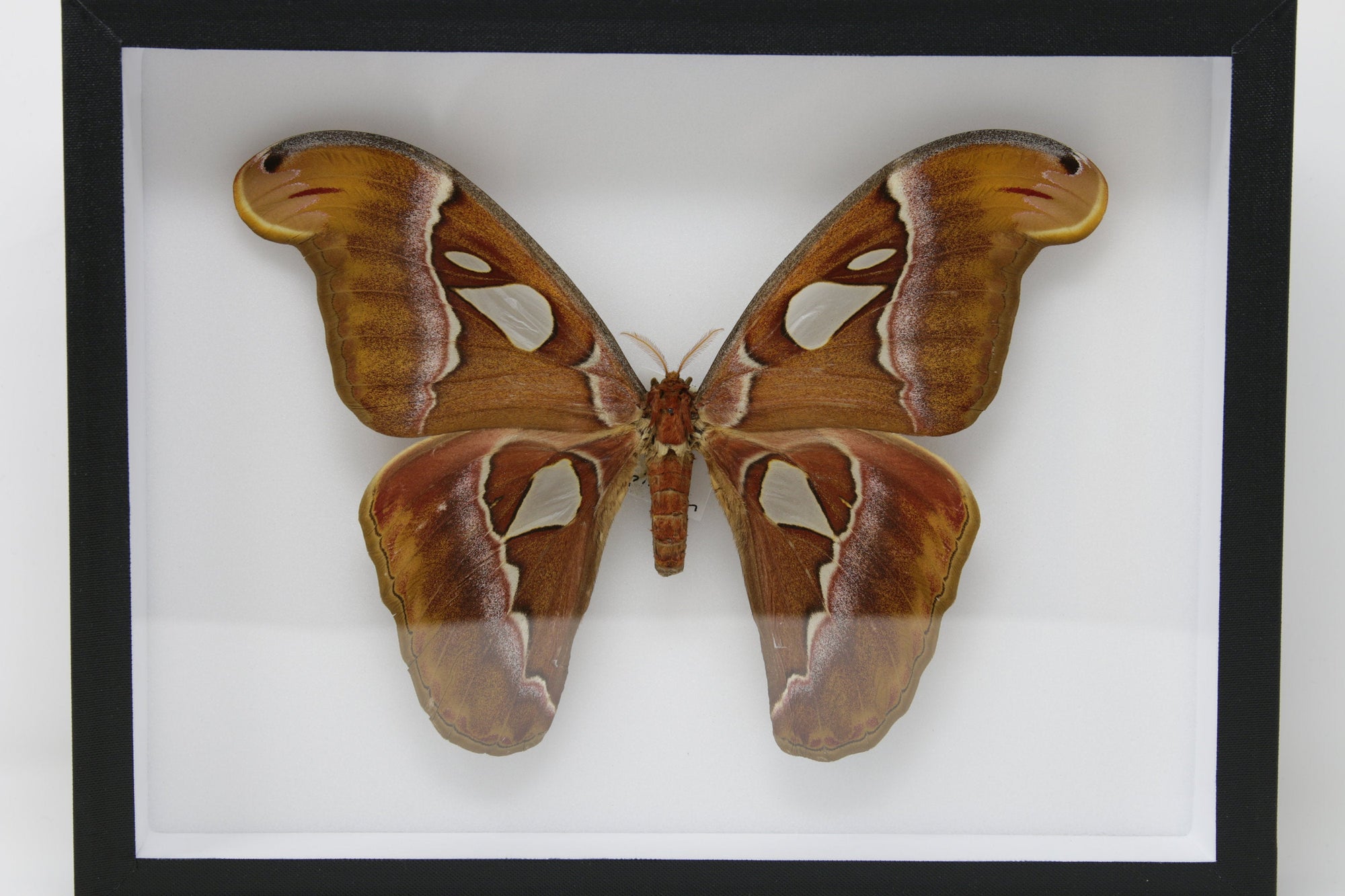 Attacus dohertyi | Silkmoth Pinned Specimen A1 | Mounted in Entomology Box Frame | 11.8x9x2 inch (300×230×55 mm)